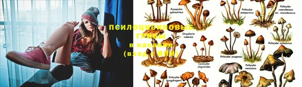 прущие крисы Киренск